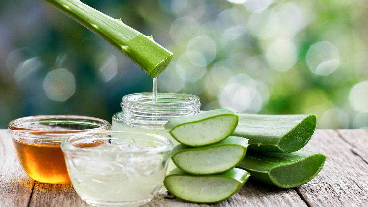 Comment faire prospérer votre collection d aloe vera avec une méthode