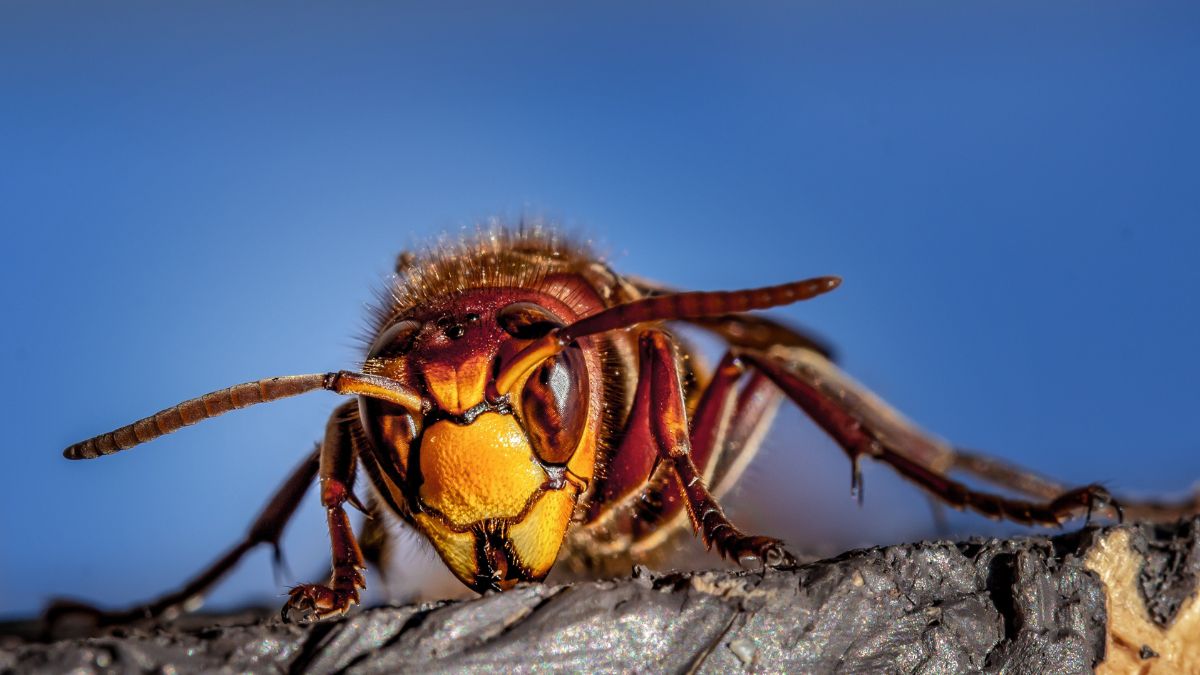 Comment le frelon asiatique menace t il la biodiversité de votre jardin